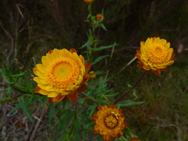 APII jpeg image of Xerochrysum bracteatum  © contact APII