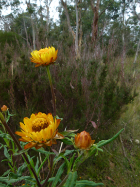 APII jpeg image of Xerochrysum bracteatum  © contact APII