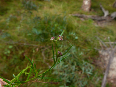 APII jpeg image of Haloragis heterophylla  © contact APII