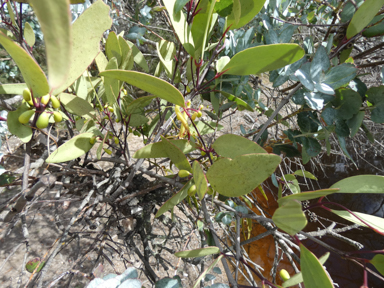 APII jpeg image of Muellerina eucalyptoides  © contact APII