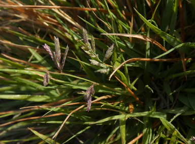 APII jpeg image of Eragrostis brownii  © contact APII