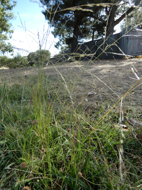 APII jpeg image of Eragrostis curvula  © contact APII