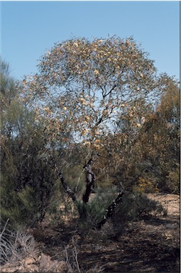 APII jpeg image of Eucalyptus burracoppinensis  © contact APII