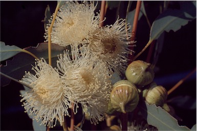 APII jpeg image of Eucalyptus burracoppinensis  © contact APII