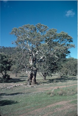 APII jpeg image of Eucalyptus camaldulensis  © contact APII