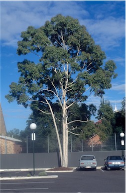 APII jpeg image of Corymbia citriodora  © contact APII