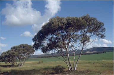 APII jpeg image of Eucalyptus cretata  © contact APII