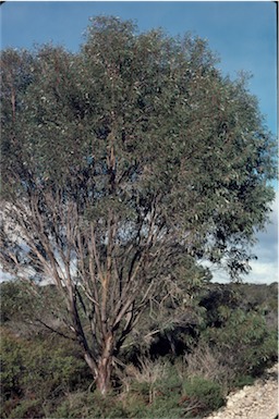 APII jpeg image of Eucalyptus diversifolia  © contact APII