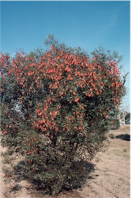 APII jpeg image of Eucalyptus dolichorhyncha  © contact APII