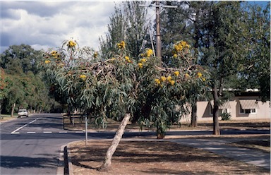 APII jpeg image of Eucalyptus erythrocorys  © contact APII