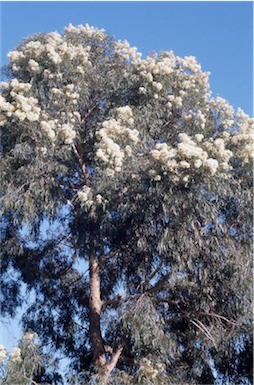 APII jpeg image of Corymbia eximia  © contact APII