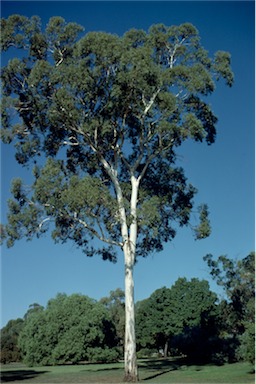 APII jpeg image of Eucalyptus leucoxylon  © contact APII