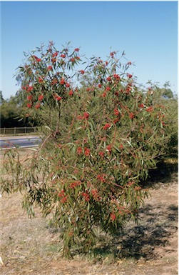 APII jpeg image of Eucalyptus lansdowneana  © contact APII