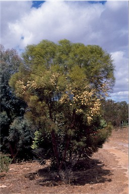 APII jpeg image of Eucalyptus formanii  © contact APII