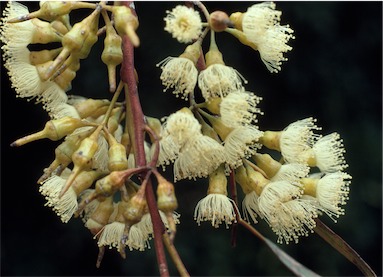 APII jpeg image of Eucalyptus flocktoniae  © contact APII