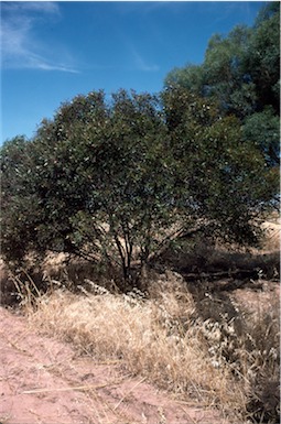 APII jpeg image of Eucalyptus  nutans  © contact APII