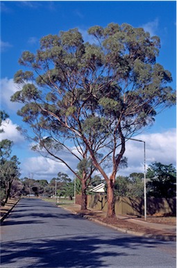 APII jpeg image of Eucalyptus sargentii  © contact APII