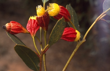 APII jpeg image of Eucalyptus stoatei  © contact APII