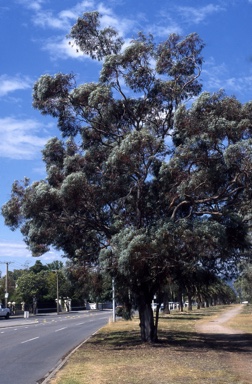 APII jpeg image of Eucalyptus torquata  © contact APII