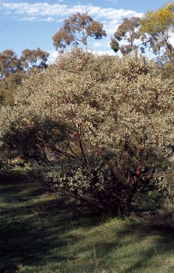 APII jpeg image of Eucalyptus websteriana  © contact APII