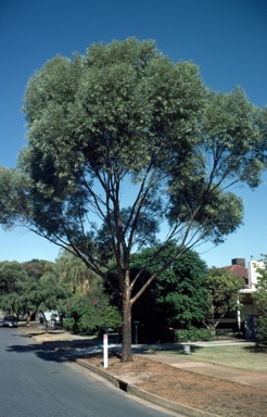 APII jpeg image of Eucalyptus sargentii  © contact APII