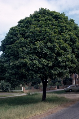 APII jpeg image of Harpullia pendula  © contact APII