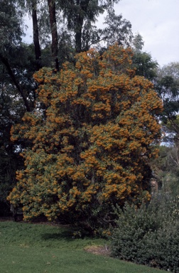 APII jpeg image of Auranticarpa rhombifolia  © contact APII