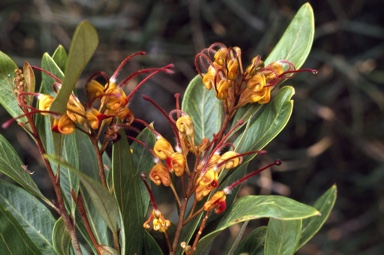 APII jpeg image of Grevillea 'Orange Marmalade'  © contact APII