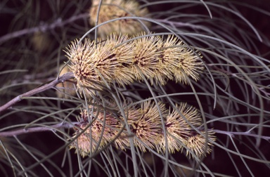 APII jpeg image of Hakea scoparia  © contact APII