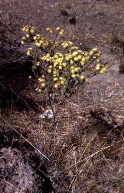 APII jpeg image of Verticordia penicillaris  © contact APII