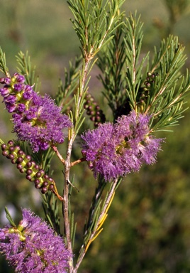 APII jpeg image of Melaleuca diosmatifolia  © contact APII