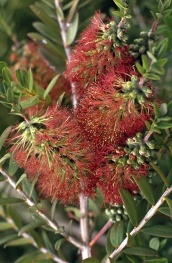 APII jpeg image of Melaleuca hypericifolia  © contact APII