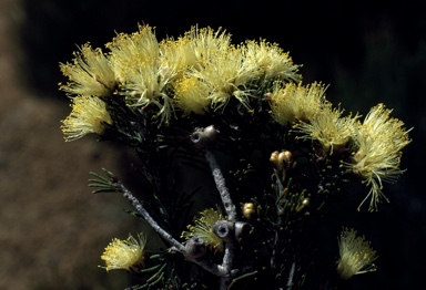 APII jpeg image of Melaleuca laetifica  © contact APII