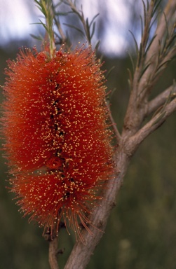 APII jpeg image of Melaleuca lateritia  © contact APII