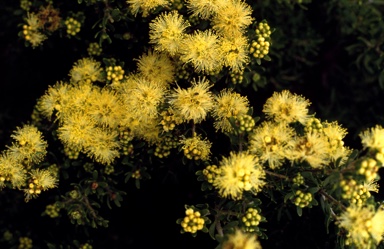 APII jpeg image of Melaleuca leiopyxis  © contact APII