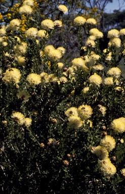 APII jpeg image of Melaleuca megacephala  © contact APII