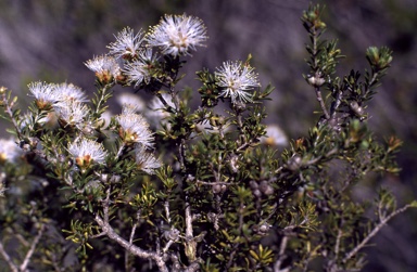 APII jpeg image of Melaleuca seriata  © contact APII