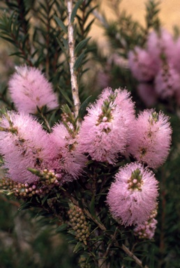 APII jpeg image of Melaleuca striata  © contact APII