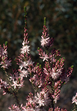 APII jpeg image of Calytrix glaberrima  © contact APII