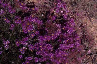 APII jpeg image of Calytrix strigosa  © contact APII