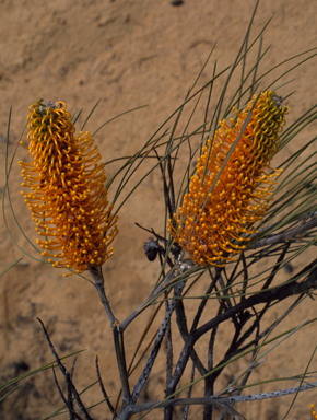 APII jpeg image of Grevillea excelsior  © contact APII