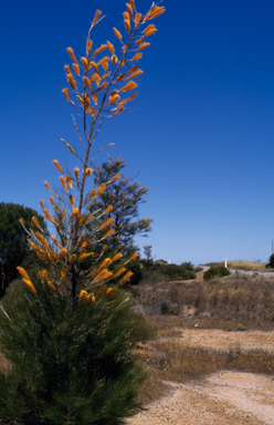 APII jpeg image of Grevillea excelsior  © contact APII