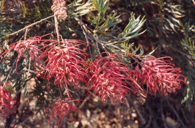 APII jpeg image of Grevillea 'Robyn Gordon'  © contact APII