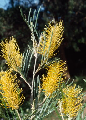 APII jpeg image of Grevillea 'Sanda Gordon'  © contact APII