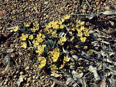 APII jpeg image of Hibbertia lasiopus  © contact APII