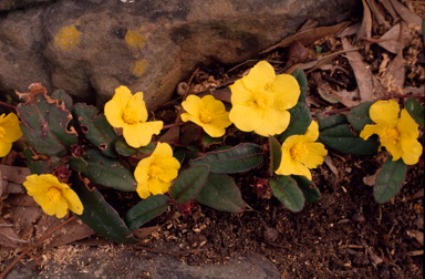 APII jpeg image of Hibbertia dentata  © contact APII