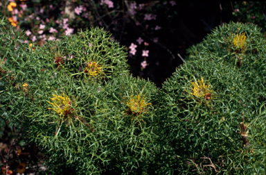 APII jpeg image of Isopogon ceratophyllus  © contact APII