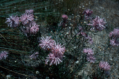 APII jpeg image of Isopogon linearis  © contact APII