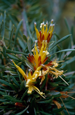 APII jpeg image of Lambertia multiflora  © contact APII