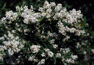 APII jpeg image of Leucopogon parviflorus  © contact APII